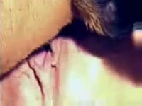 Pet dog fucking ohknotty slut&rsquo;s pussy
